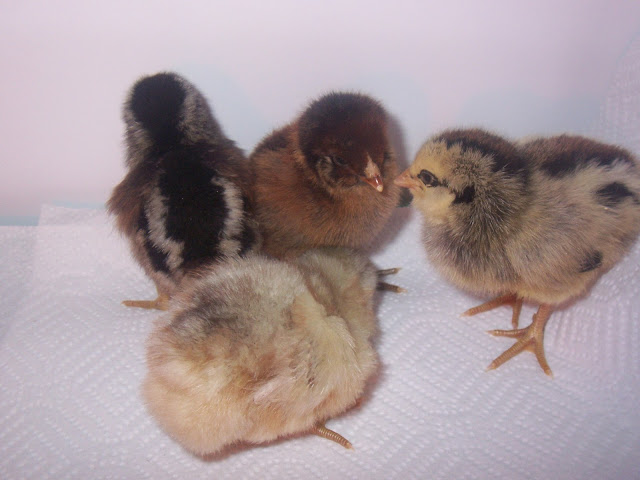 baby chicks take two!