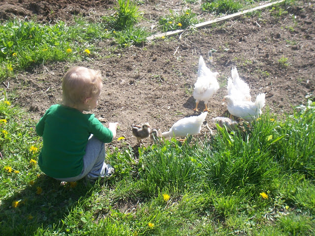 teaching my kids to love the land