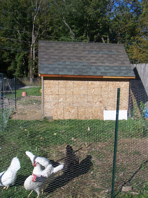 moving chickens