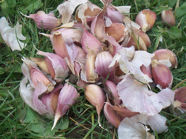 planting garlic