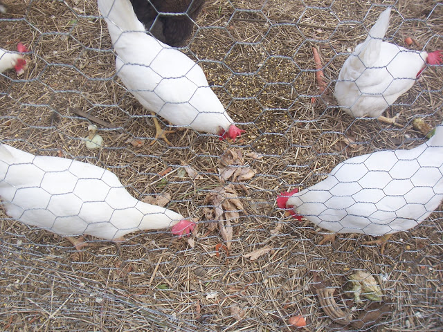 Leftover turkey for…the chickens?