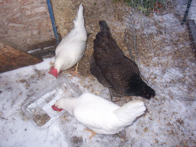 Chickens and the cold