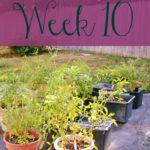 A Garden Tour – Week Ten