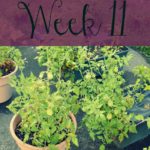 A Garden Tour – Week Eleven