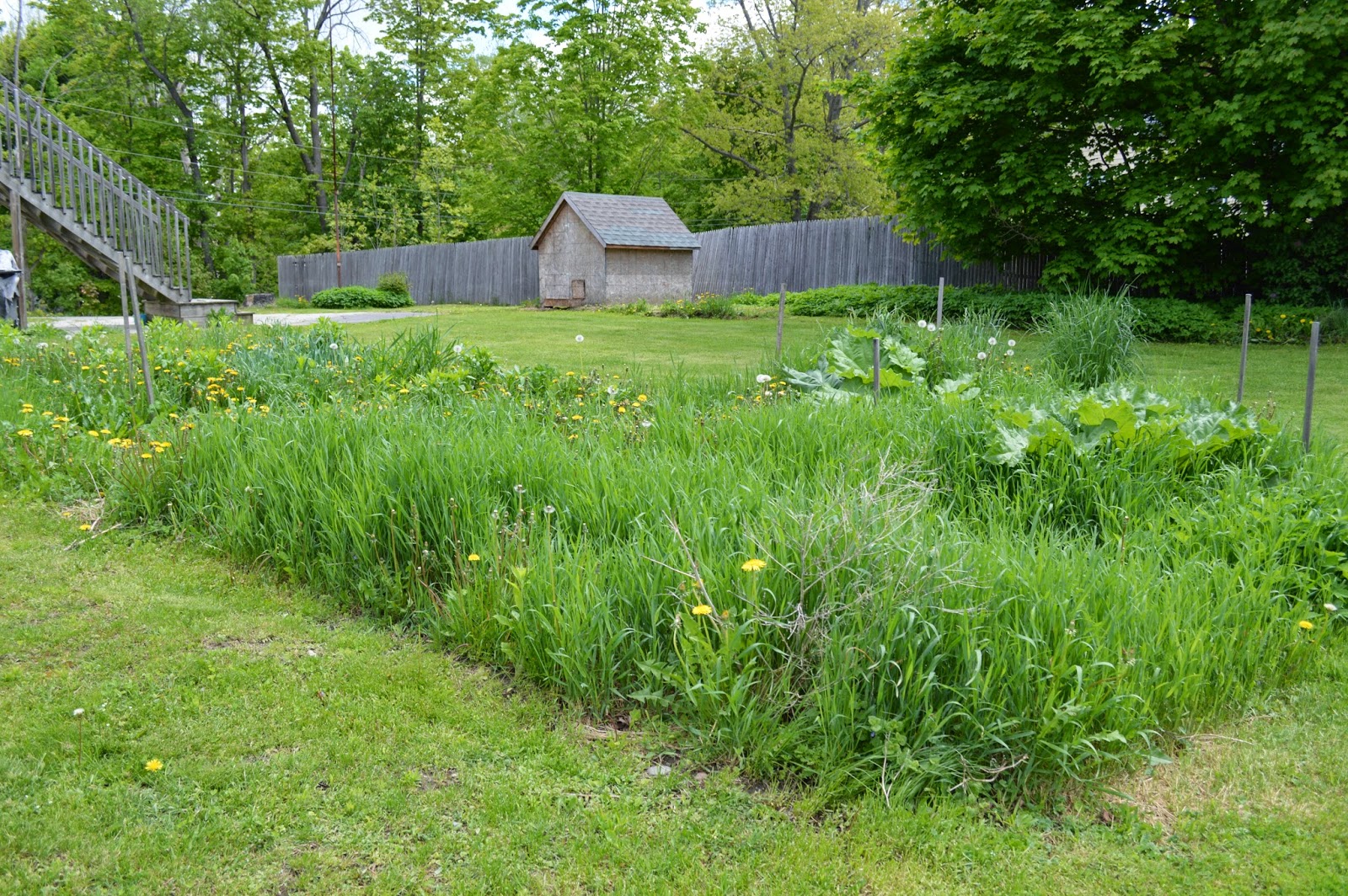 garden happenings (photo heavy)