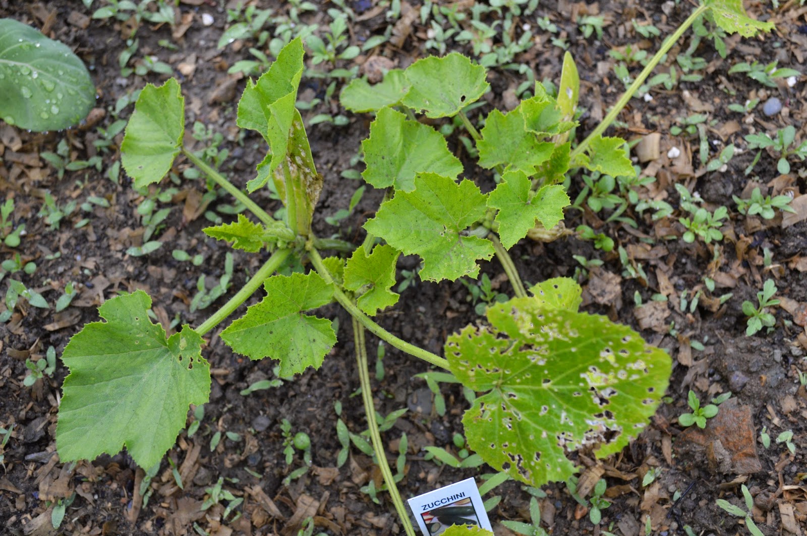 garden happenings