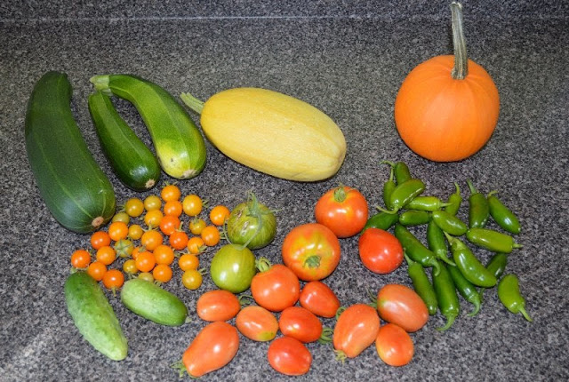 what i am harvesting from my garden